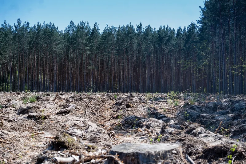 Déforestation : l'ennemi silencieux du climat (chiffres 2026)