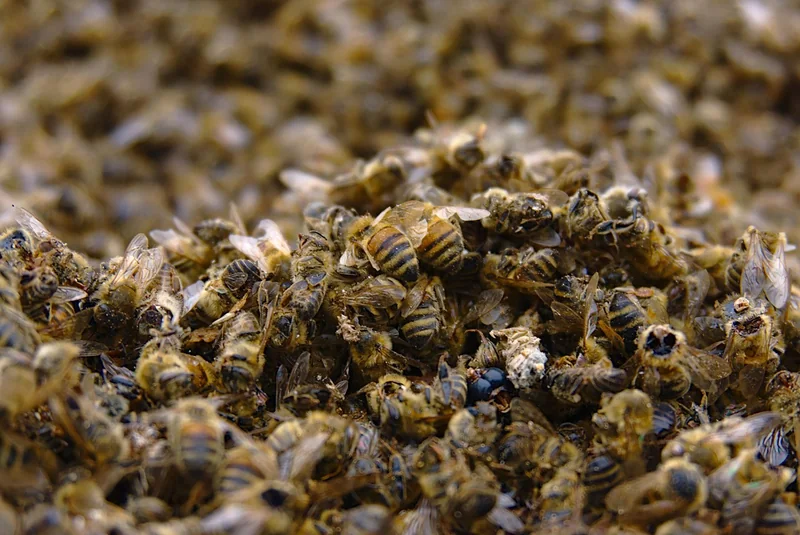 Extinction des espèces : un rythme accéléré