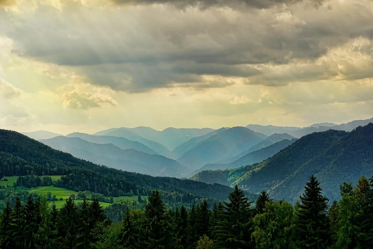 Comment le rôle des forêts dans la régulation du climat mondial change en 2026