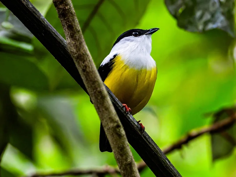 Forêts et biodiversité : un duo inséparable pour le climat